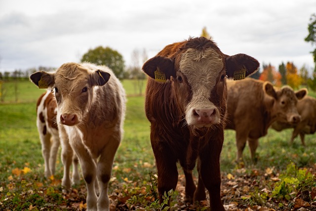cows close-up in pasture with rustic dairy farm backdrop