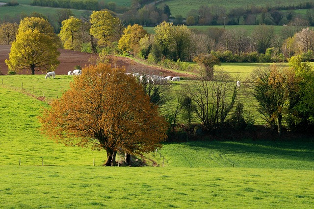 rolling Irish hills near dairy farm with hedgerows and fields
