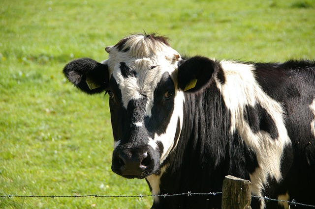 dairy cows grazing on lush green pasture in Ireland