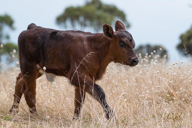 cows grazing in green Irish pastures on a dairy farm