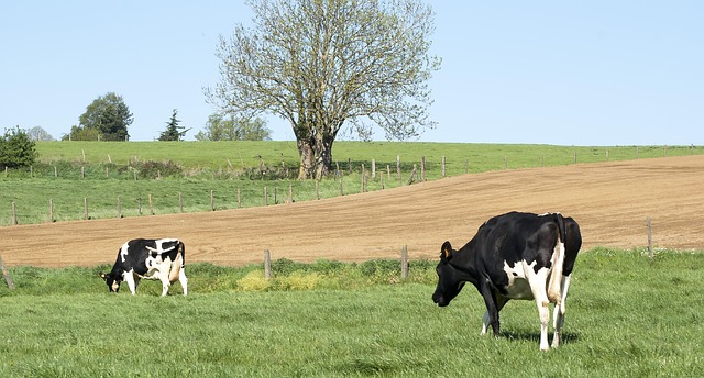 Irish dairy farm landscape with green hills and grazing cows