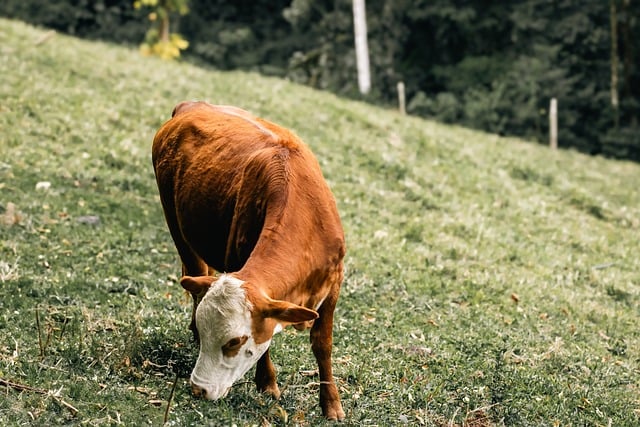 Irish pasture rotation with cows grazing and field boundary hedgerow
